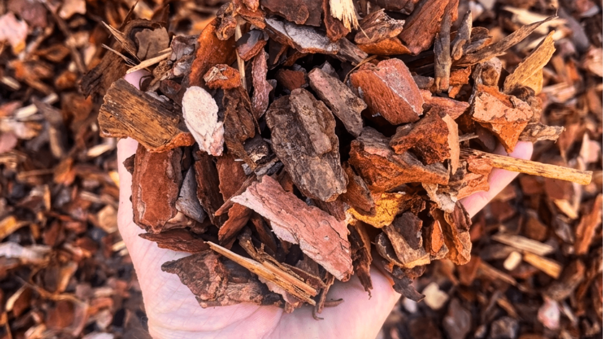 corteza de pino Erta